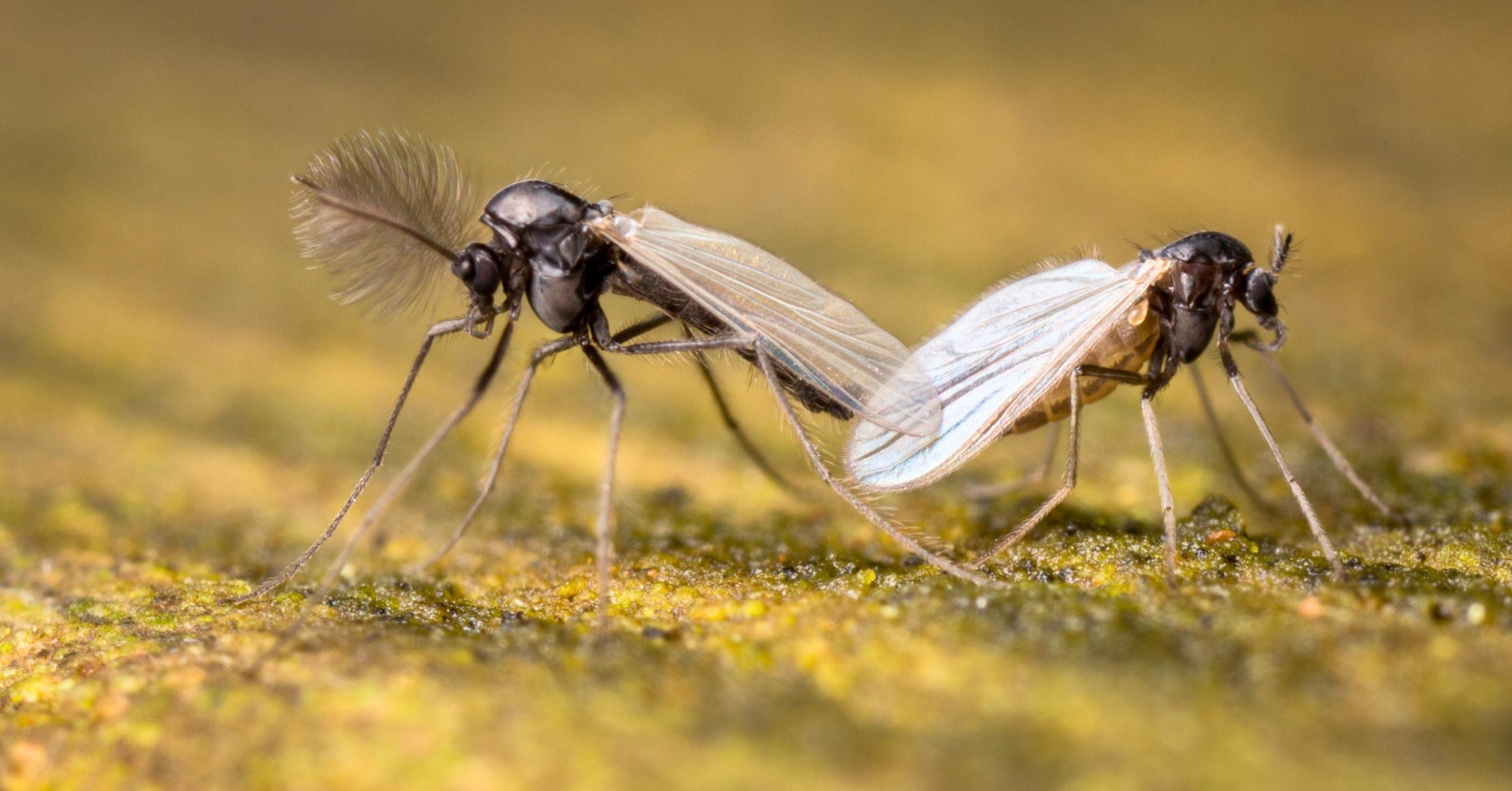 Illustration of a male and female midge